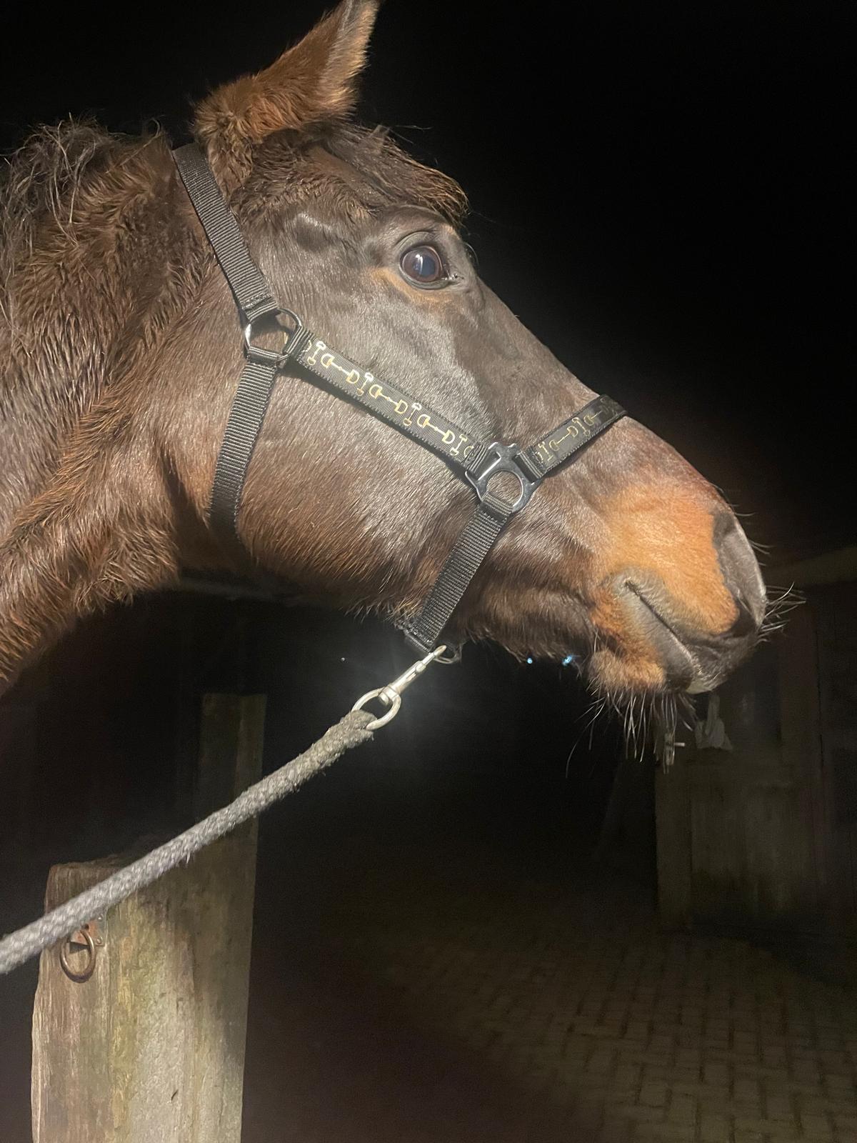 D-Trends Black - Afbeelding 3